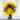 yellow-roses-and-yellow-asiatic-lilies-1299_1-removebg-preview